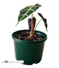 Load image into Gallery viewer, Alocasia Amazonica Dwarf
