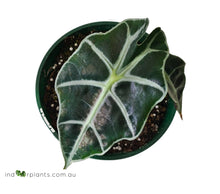 Load image into Gallery viewer, Alocasia Amazonica Dwarf
