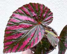 Load image into Gallery viewer, Begonia Exotica

