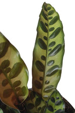 Load image into Gallery viewer, Calathea Lancifolia Insignis Rattlesnake

