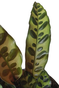 Calathea Lancifolia Insignis Rattlesnake