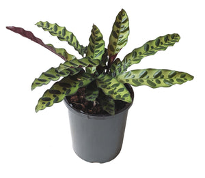 Calathea Lancifolia Insignis Rattlesnake