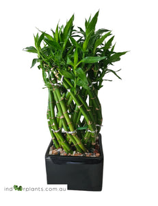 Lucky Bamboo Extra Large