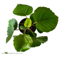 Load image into Gallery viewer, Ficus Umbellata
