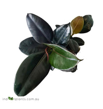 Load image into Gallery viewer, Ficus Elastica Burgundy
