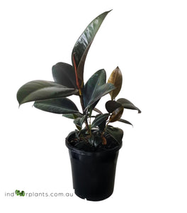 Ficus Elastica Burgundy