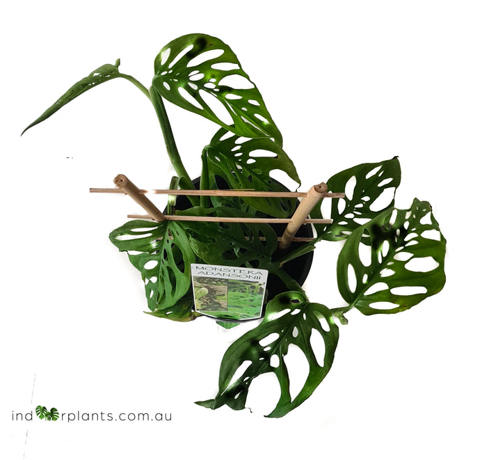 Monstera Adansonii