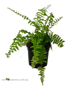 Boston Tiger Fern Variegated