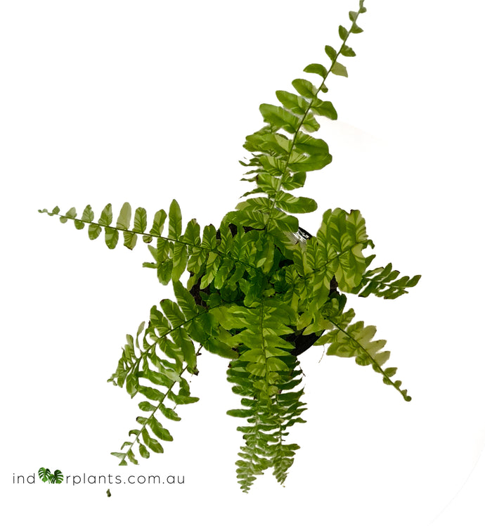 Boston Tiger Fern Variegated