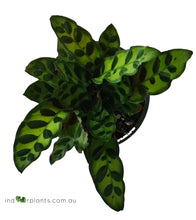 Load image into Gallery viewer, Calathea Lancifolia Insignis Rattlesnake
