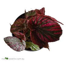 Load image into Gallery viewer, Begonia Exotica
