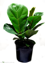 Load image into Gallery viewer, Ficus Lyrata
