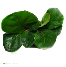 Load image into Gallery viewer, Ficus Lyrata
