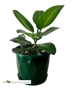 Ficus Audrey