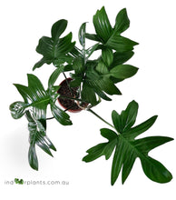 Load image into Gallery viewer, Philodendron PEDATUM Florida
