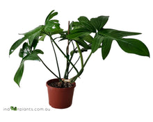 Load image into Gallery viewer, Philodendron PEDATUM Florida
