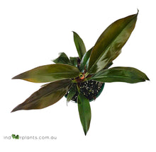 Load image into Gallery viewer, Philodendron Black
