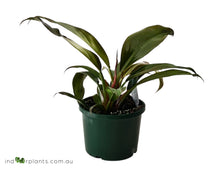 Load image into Gallery viewer, Philodendron Black
