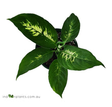 Load image into Gallery viewer, Dieffenbachia
