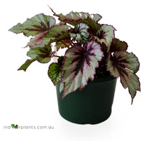Load image into Gallery viewer, Begonia Assorted
