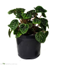 Load image into Gallery viewer, Peperomia Emerald Ripple

