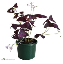 Load image into Gallery viewer, Oxalis Triangularis
