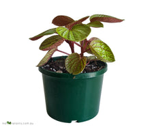 Load image into Gallery viewer, Peperomia Aussie Gold
