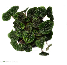 Load image into Gallery viewer, Peperomia Emerald Ripple
