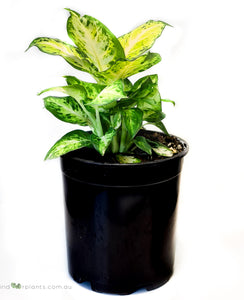 Dieffenbachia Amy