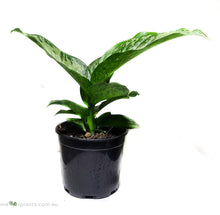 Load image into Gallery viewer, Dieffenbachia Memoria Corsii
