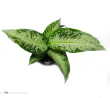 Load image into Gallery viewer, Dieffenbachia Memoria Corsii
