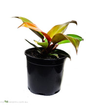 Load image into Gallery viewer, Philodendron Prince of Orange X
