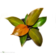 Load image into Gallery viewer, Philodendron Prince of Orange X
