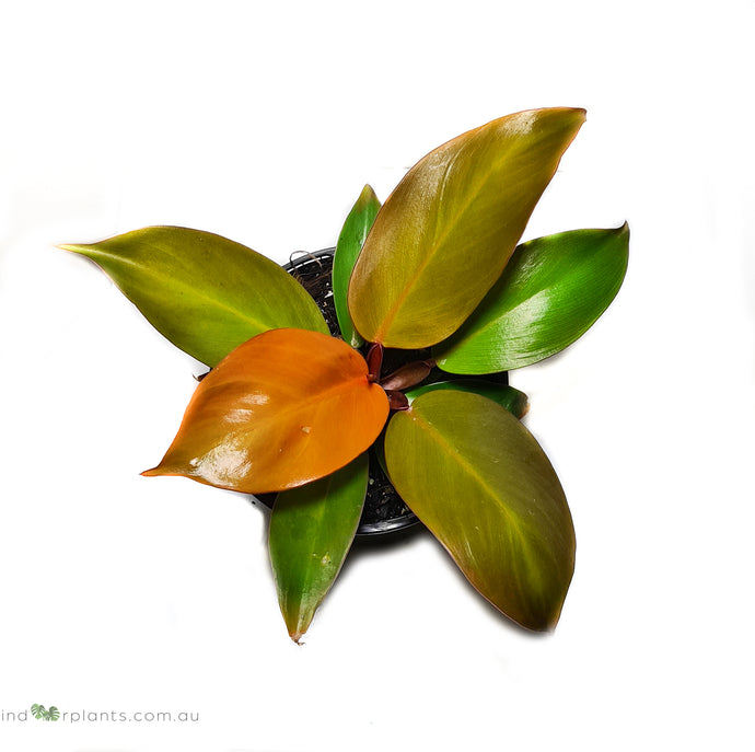 Philodendron Prince of Orange X