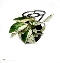 Load image into Gallery viewer, Epipremnum Marble Queen
