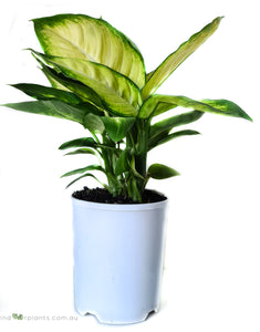 Dieffenbachia Tropic Marianne