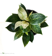 Load image into Gallery viewer, Philodendron Berkin
