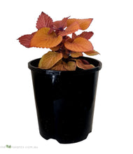 Load image into Gallery viewer, Campfire Coleus
