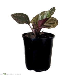 Calathea Jungle Rose