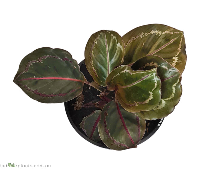 Calathea Jungle Rose