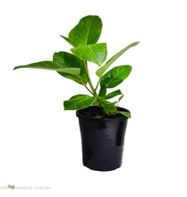 Load image into Gallery viewer, FICUS X Hybrid ALTISSIMA VARIEGATA
