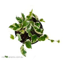 Load image into Gallery viewer, Epipremnum Aureum - Snow Queen
