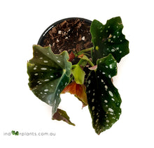 Load image into Gallery viewer, Begonia Maculata
