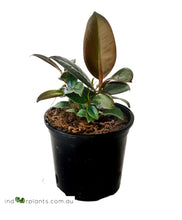 Load image into Gallery viewer, Ficus Elastica Burgundy
