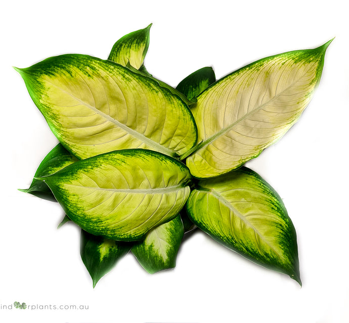 Dieffenbachia Tropic Marianne