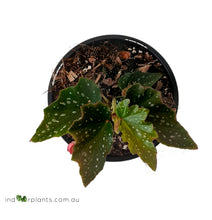 Load image into Gallery viewer, Begonia Medora
