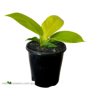 Philodendron Imperial Gold