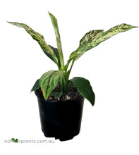 Load image into Gallery viewer, Spathiphyllum Sensation Variegated
