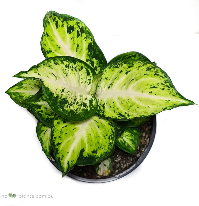 Dieffenbachia Amy