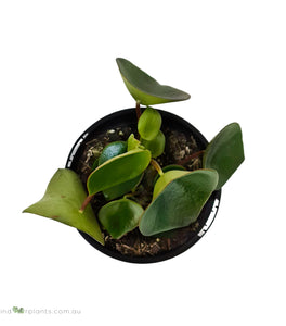 Peperomia Polybotrya